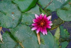 Wandelen door de Botanische Tuin van Palermo
