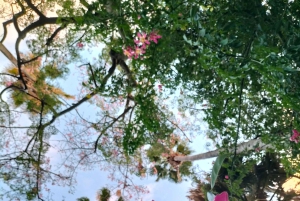 Wandelen door de Botanische Tuin van Palermo