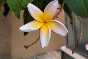 Wandelen door de Botanische Tuin van Palermo