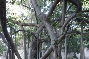 Wandelen door de Botanische Tuin van Palermo