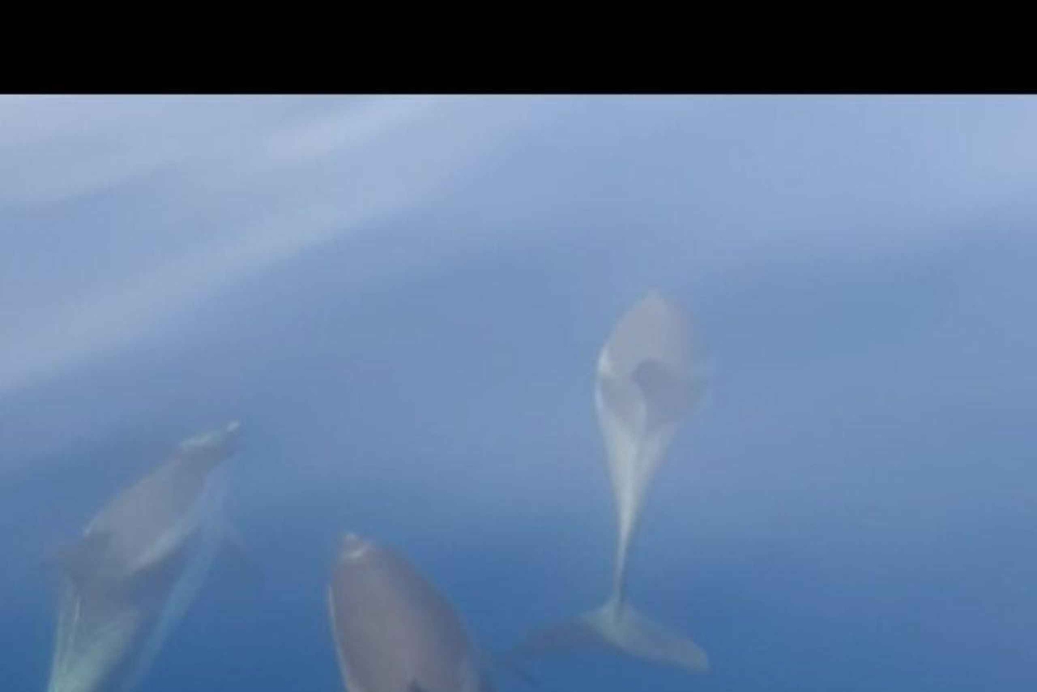 Excursion au coucher du soleil à la recherche de dauphins avec apéritif