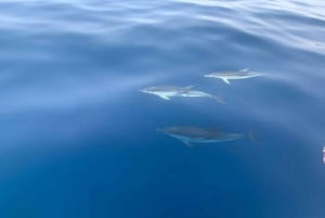 Excursion au coucher du soleil à la recherche de dauphins avec apéritif