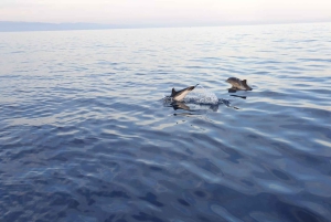 Excursion au coucher du soleil à la recherche de dauphins avec apéritif