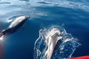 Excursion au coucher du soleil à la recherche de dauphins avec apéritif