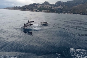 Excursion au coucher du soleil à la recherche de dauphins avec apéritif