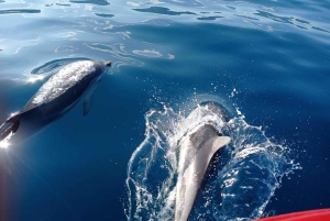 Excursion au coucher du soleil à la recherche de dauphins avec apéritif