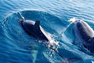 Excursion au coucher du soleil à la recherche de dauphins avec apéritif
