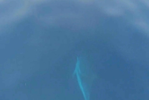 Excursion au coucher du soleil à la recherche de dauphins avec apéritif