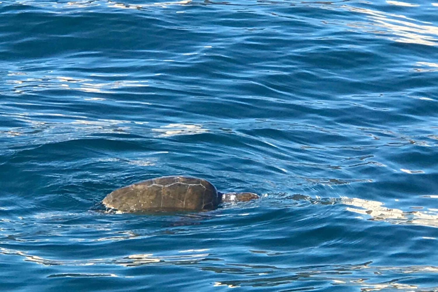 Syracuse:Rondvaart Ortigia,Pillirina en zeegrotten