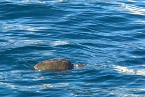 Syrakus: Bootstour Ortigia, Pillirina und Meereshöhlen