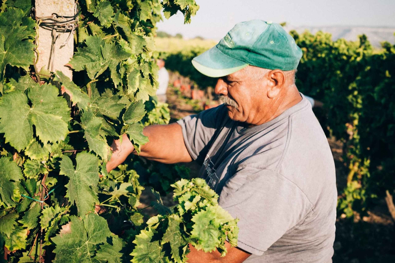 Syrakus: Eksklusiv siciliansk vinsmaking