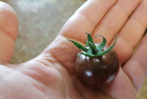 Syrakusa: praktisk lektion i Arancine med kock från Palermo