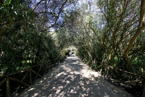 Siracusa: tour per piccoli gruppi del Parco Archeologico della Neapolis