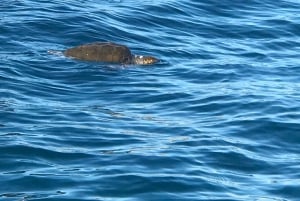 Syrakusa: Ortigia-båttur med grottor och Pillirina