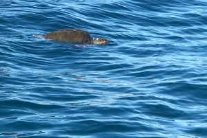Syrakuzy: rejs łodzią po Ortigii z jaskiniami i Pilliriną