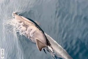 Taormina: Dolphin Tour and Sunset Aperitif Boat Tour