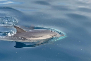 Taormine : tour avec les dauphins et apéritif au coucher du soleil en bateau