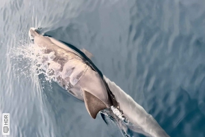 Taormine : tour avec les dauphins et apéritif au coucher du soleil en bateau