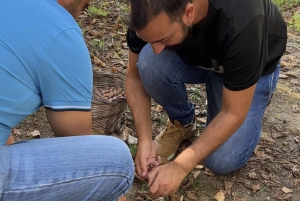 Taormina: Food and wine tour near Etna