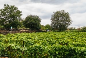 Taormina oder Giardini Naxos: Off-Road ATV Tour zum Ätna