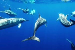 Taormina: Havtur i Nemosub med delfinsafari