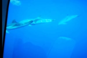 Taormina: Havtur i Nemosub med delfinsafari