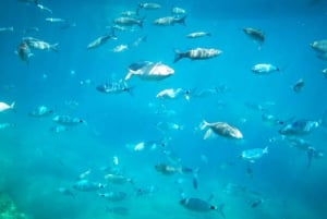 Taormina: Havtur i Nemosub med delfinsafari