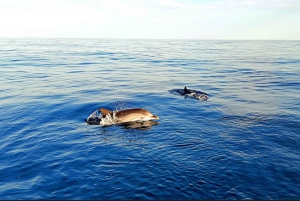 Taormine : sortie en bateau au coucher du soleil avec apéritif