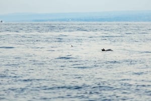 Taormina: Bootstour bei Sonnenuntergang mit Delfinbeobachtung