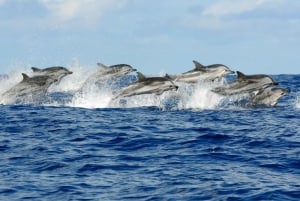 Tour delfini em Taormina