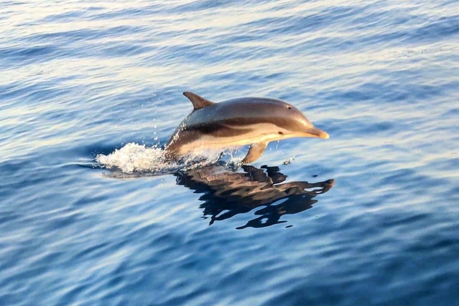 Giardini Naxos Taormina: passeio de barco ao pôr do sol e busca de golfinhos