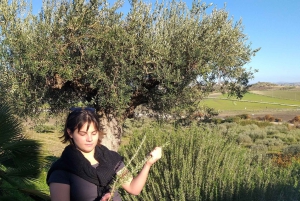 アグリジェントの田園地帯でのEVOワインとオリーブオイルのテイスティング
