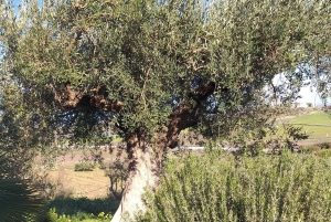 アグリジェントの田園地帯でのEVOワインとオリーブオイルのテイスティング