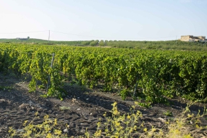 アグリジェントの田園地帯でのEVOワインとオリーブオイルのテイスティング