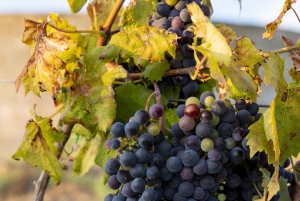 アグリジェントの田園地帯でのEVOワインとオリーブオイルのテイスティング