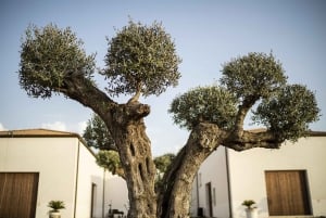 Dégustation d'huiles d'olive et de spécialités siciliennes