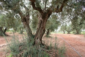 Dégustation d'huiles d'olive et de spécialités siciliennes