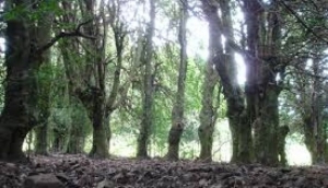 The Giant Holly Trees of Piano Pomo