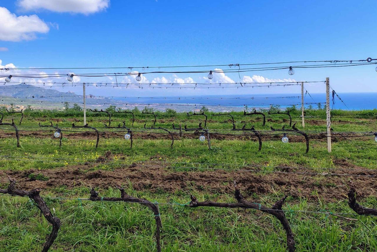 Tour entre o Pistache de Bronte e os Vinhos do Etna
