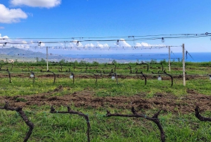 Tour entre o Pistache de Bronte e os Vinhos do Etna