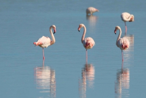 TOUR:FROM PALERMO TO SEGESTA, ERICE & TRAPANI