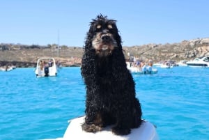 Trapani: passeio de barco em Favignana e Levanzo