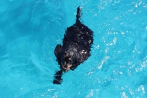 Trapani: passeio de barco em Favignana e Levanzo