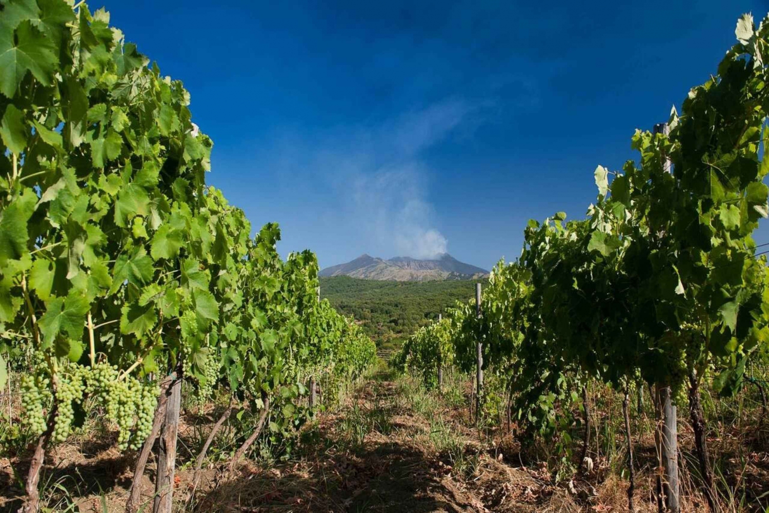 Trecastagni: Mount Etna Vineyard Tour and Wine Tasting