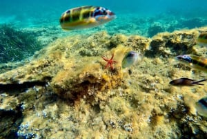 Tropea : excursion pour 8 personnes maximum, exclusive Costa degli Dei