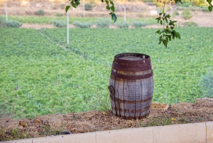 Valle delle Ferle: Weinverkostung & Brunch in Caltagirone