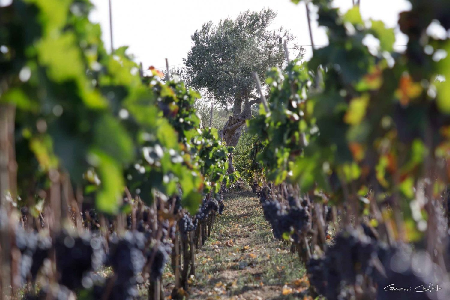 Walk among the rows of vineyards and wine tasting