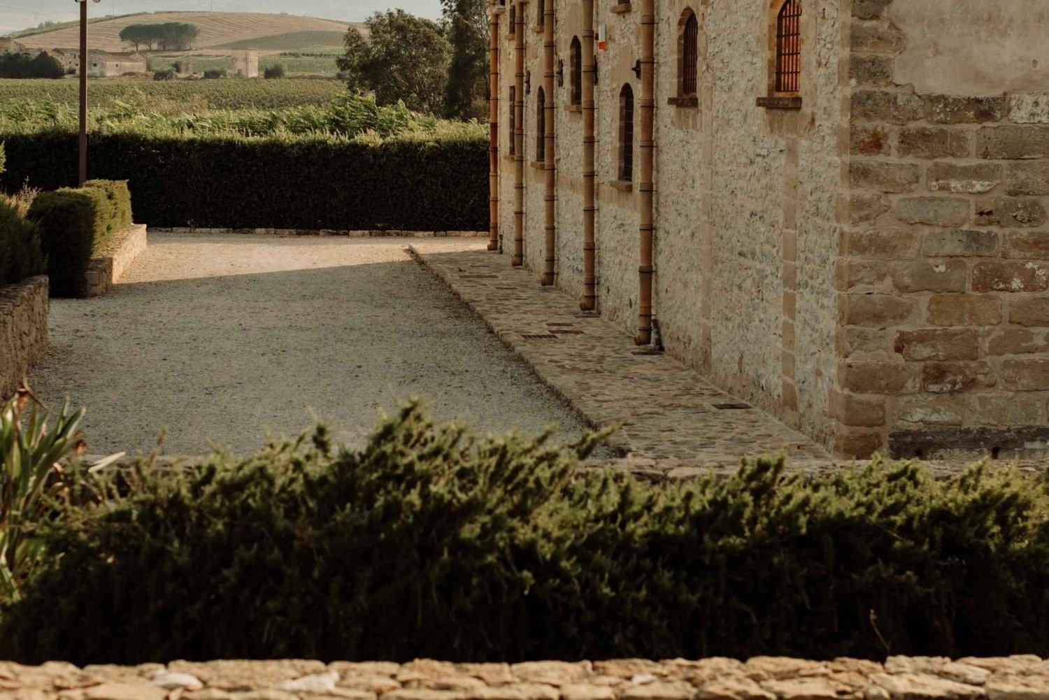 Passeggiata in Vigna e Degustazione