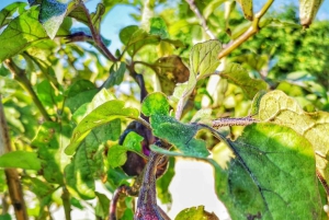 Viinitarhakävely ja maistelu