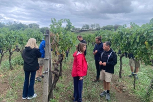 Wine Tasting and Tour of Taormina and Messina starting from Messina